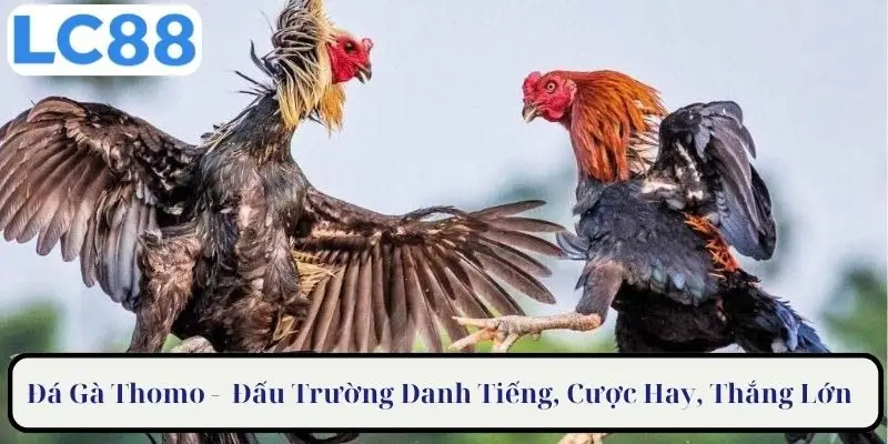 Đá gà Thomo đấu trường danh tiếng tại Đông Nam Á